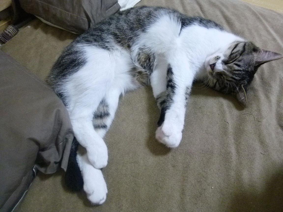 九游登录入口-_可再生能源动力长跑：绿色运动新标杆_，可再生能源和绿色能源