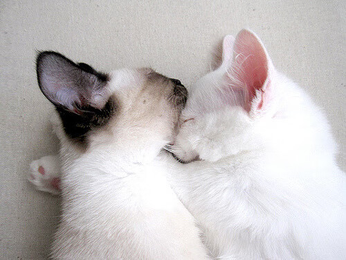 _勇士开启狂野三分火力，连胜不止_，勇士三分战术