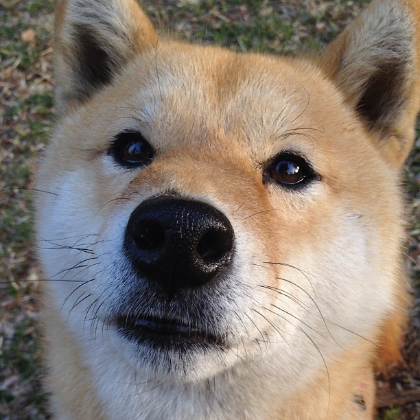 _节能动力雪橇:绿色出行开启新纪元_,雪橇的动力