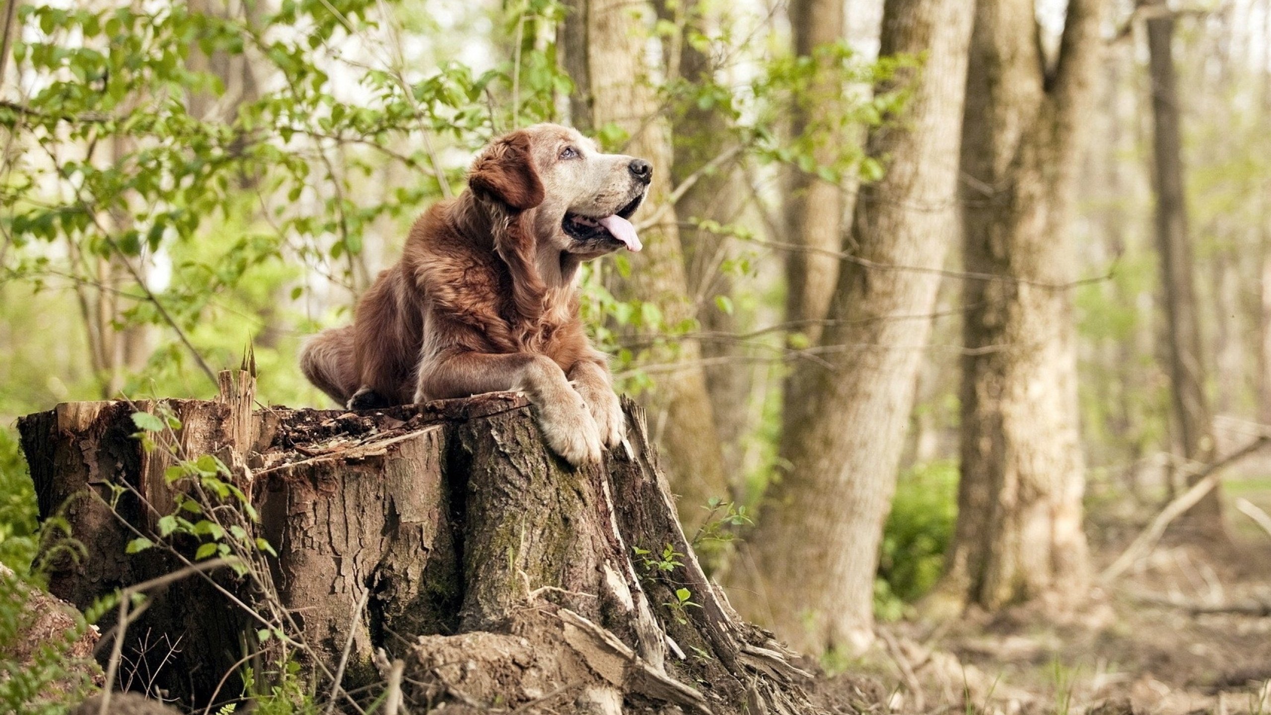 _费德勒宣布退役，网坛传奇告别赛场_，费德勒退出2020赛季 新闻