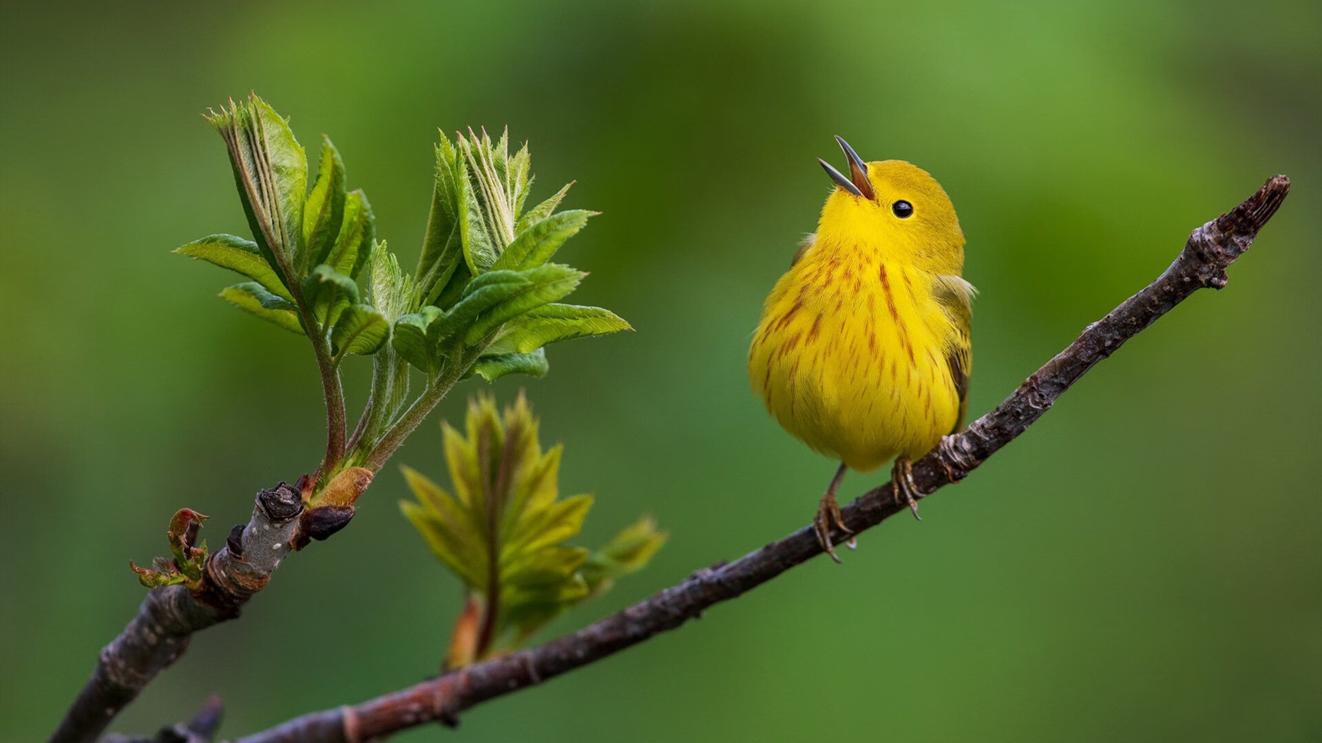 九游游戏中心官网-全球化浪潮：NBA国际球员比例持续攀升，nba国际球员是什么意思