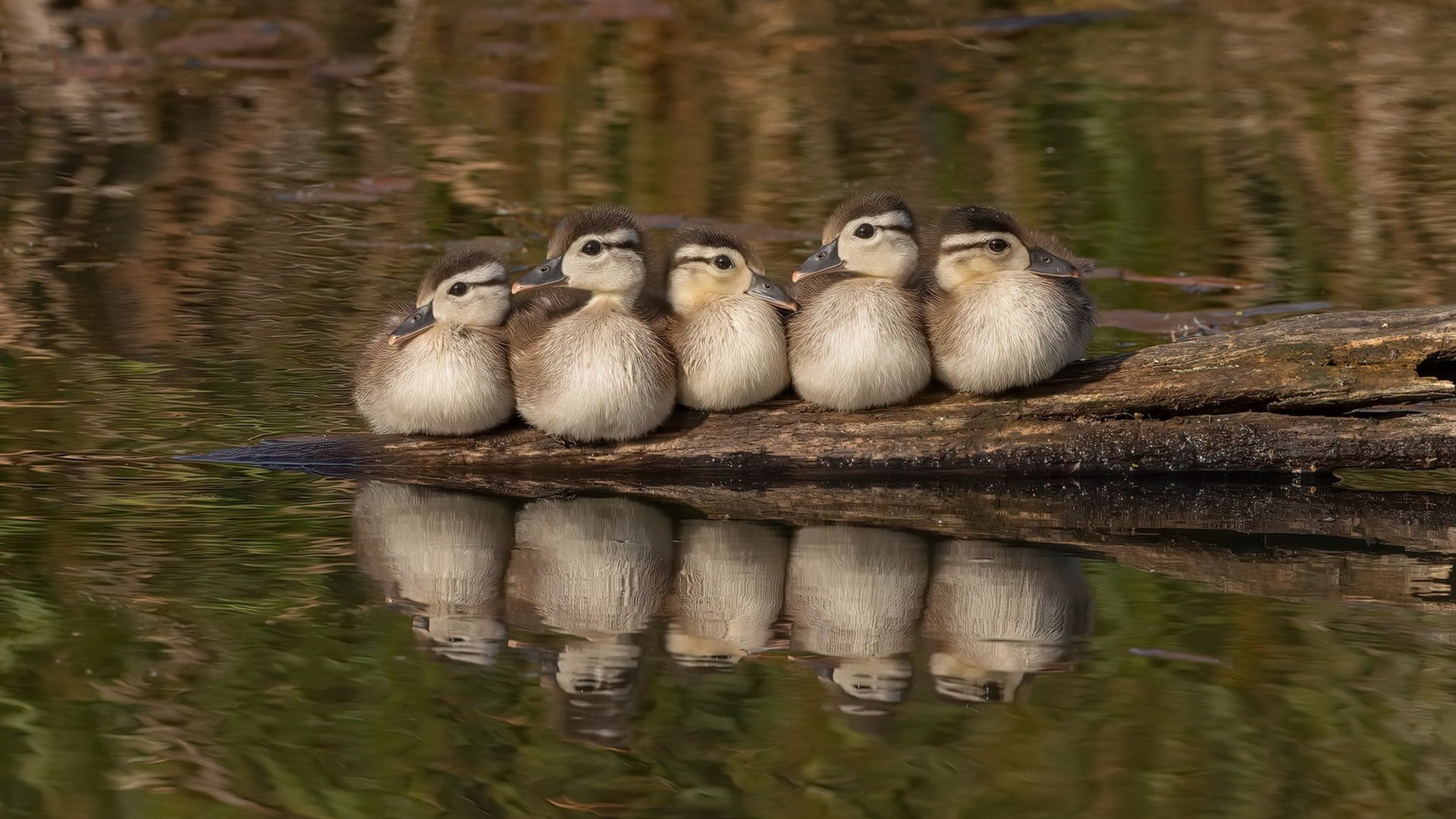 法甲:巴黎5-2大胜兰斯,姆巴佩表现精彩绝伦,巴黎5_0巴萨