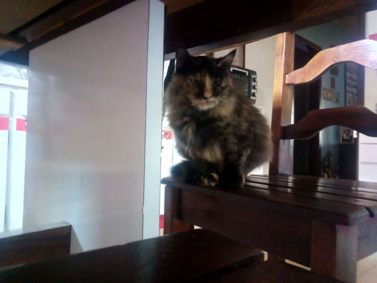 东契奇无解表现继续统治赛场，东契奇这么强