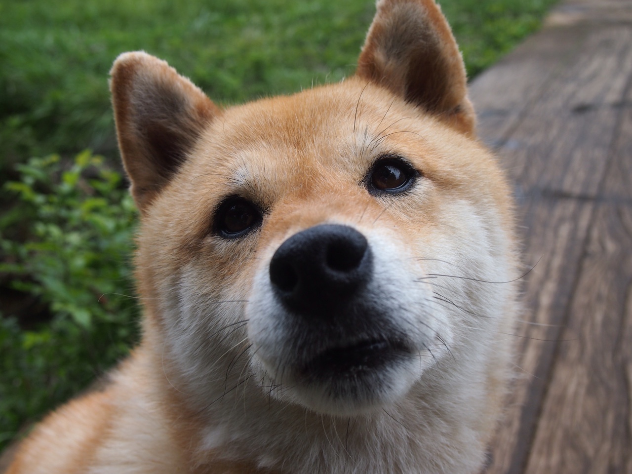 乌帕梅卡诺被评为法甲最佳后卫，乌帕梅卡诺技术特点