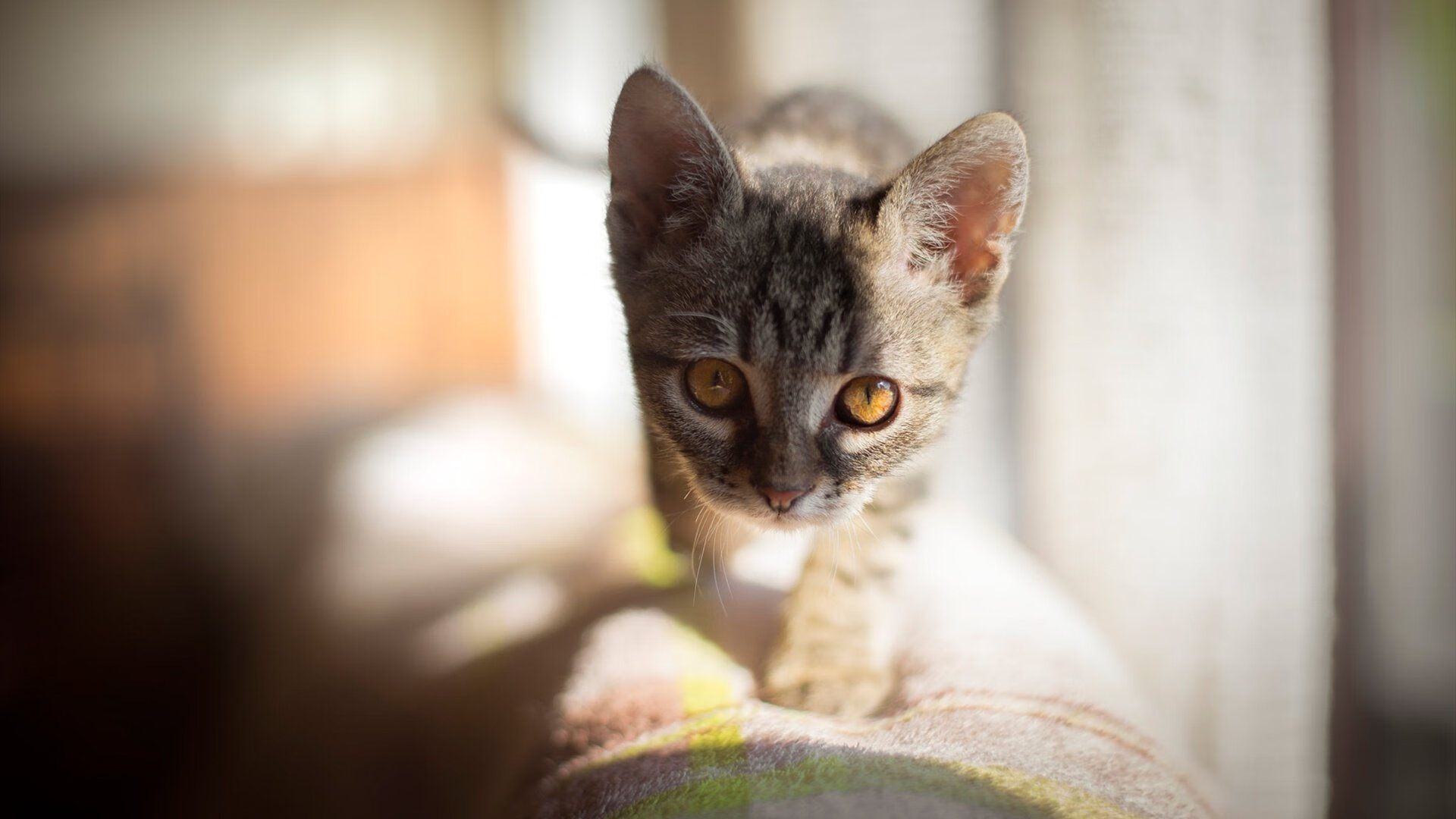 優秀外援表現出色，幫助球隊取得勝利，篮球外援