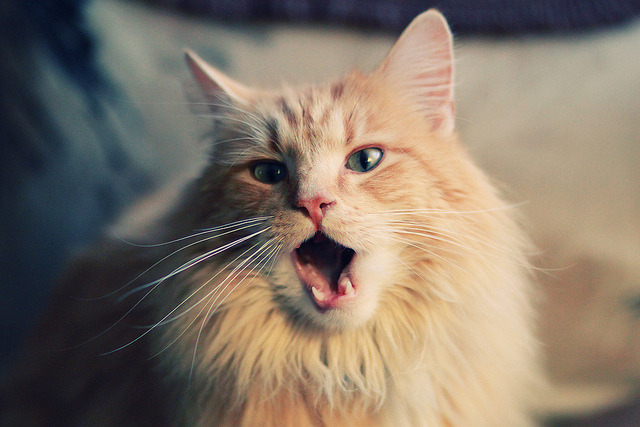 九游登录中心-匈牙利队在欧预赛中发挥稳定，力争晋级，匈牙利赛程欧洲杯