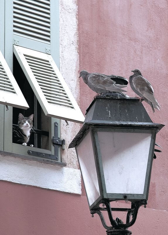 国家队赛事中绽放光芒,夺得宝贵胜利,国家队赛事中绽放光芒,夺得宝贵胜利的是谁