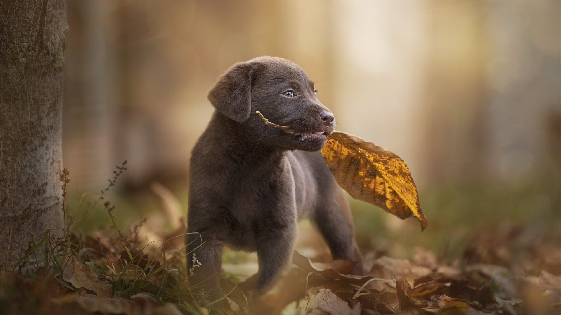 巴斯蒂亚客场失利，法国联赛排名继续下滑，巴斯蒂亚足球俱乐部