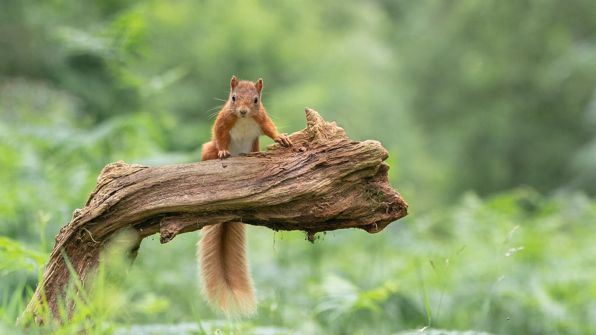 九游网页版官网入口-皇家贝蒂斯主场1-1战平马德里竞技，双方互交白卷，皇家贝蒂斯对皇家马德里分析预测
