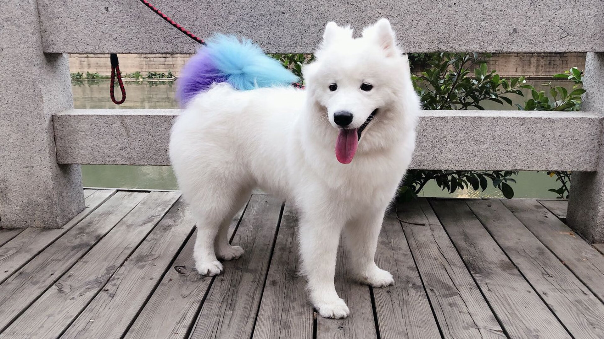 九游用户空间-北京鸭小将突破能力增强为球队注入活力，北京鸭是哪个篮球队