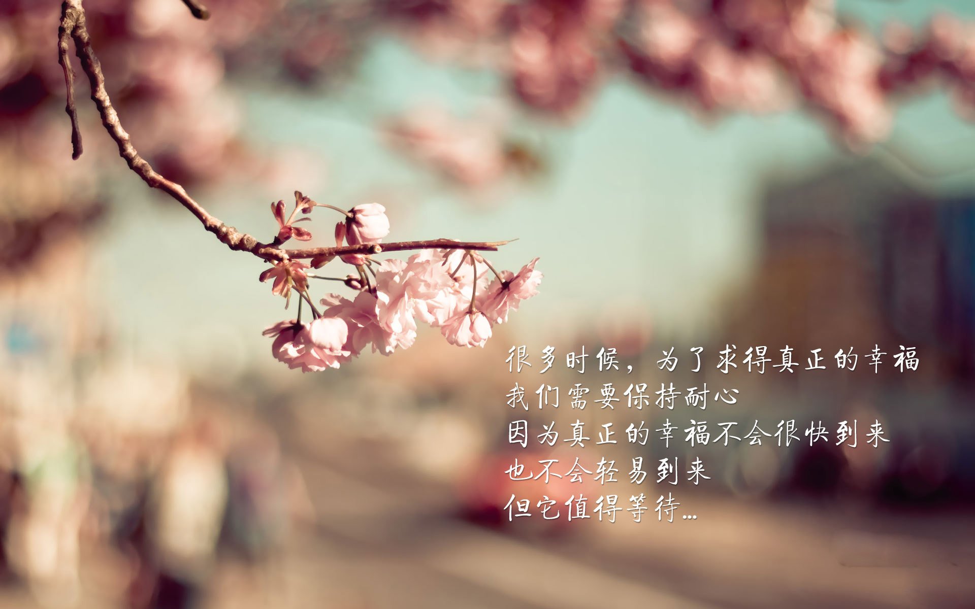 威尔士青训人才涌现,橄榄球发展潜力巨大,威尔士ncaa