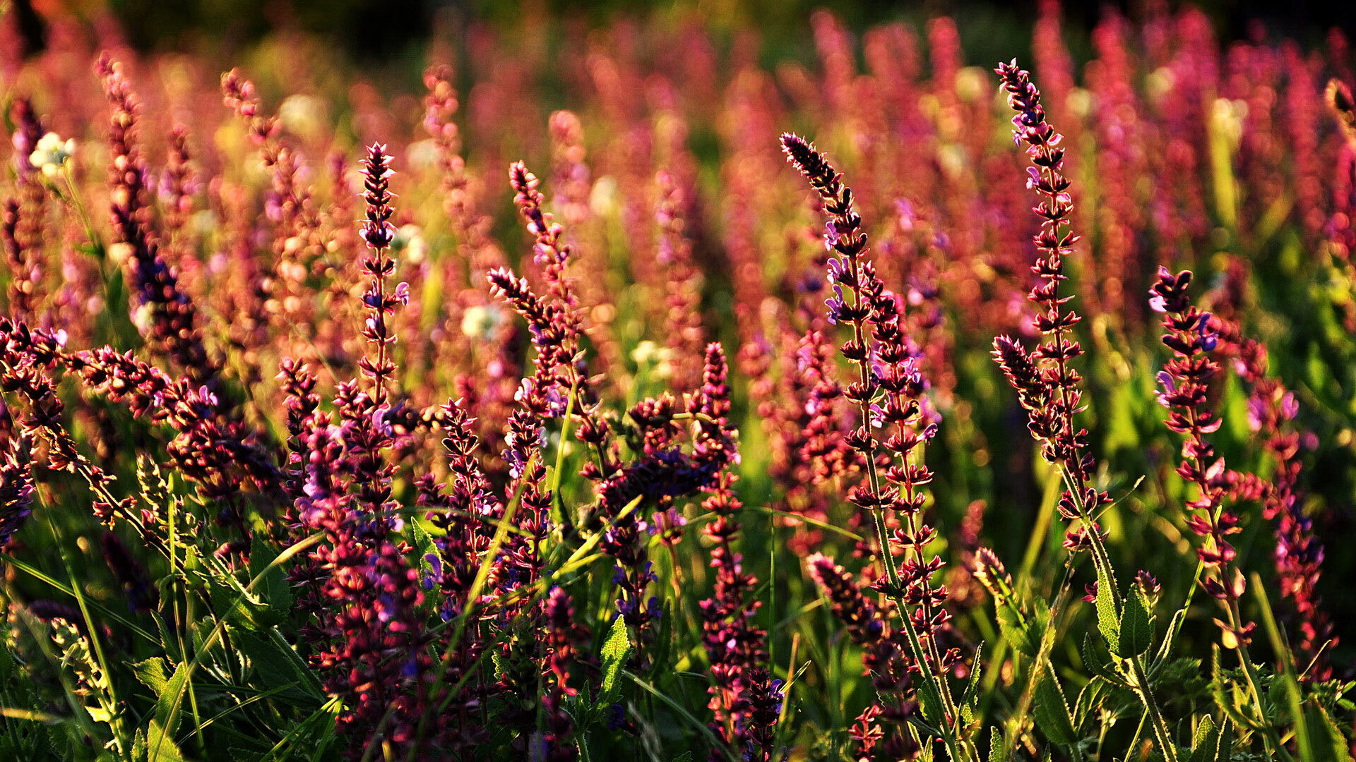 比利时黄金一代迎来欧洲杯新挑战