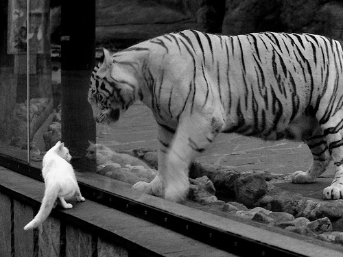 西甲激情战火:连续得分点燃全场!,西甲 视频