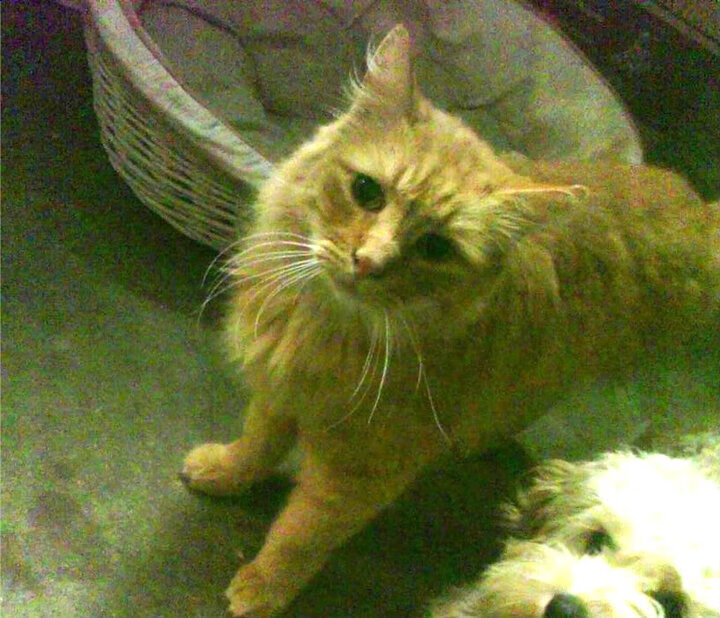 里奇·麦考：无所畏惧的战术领袖，创造全黑队防守纪录，里奇·麦克唐纳