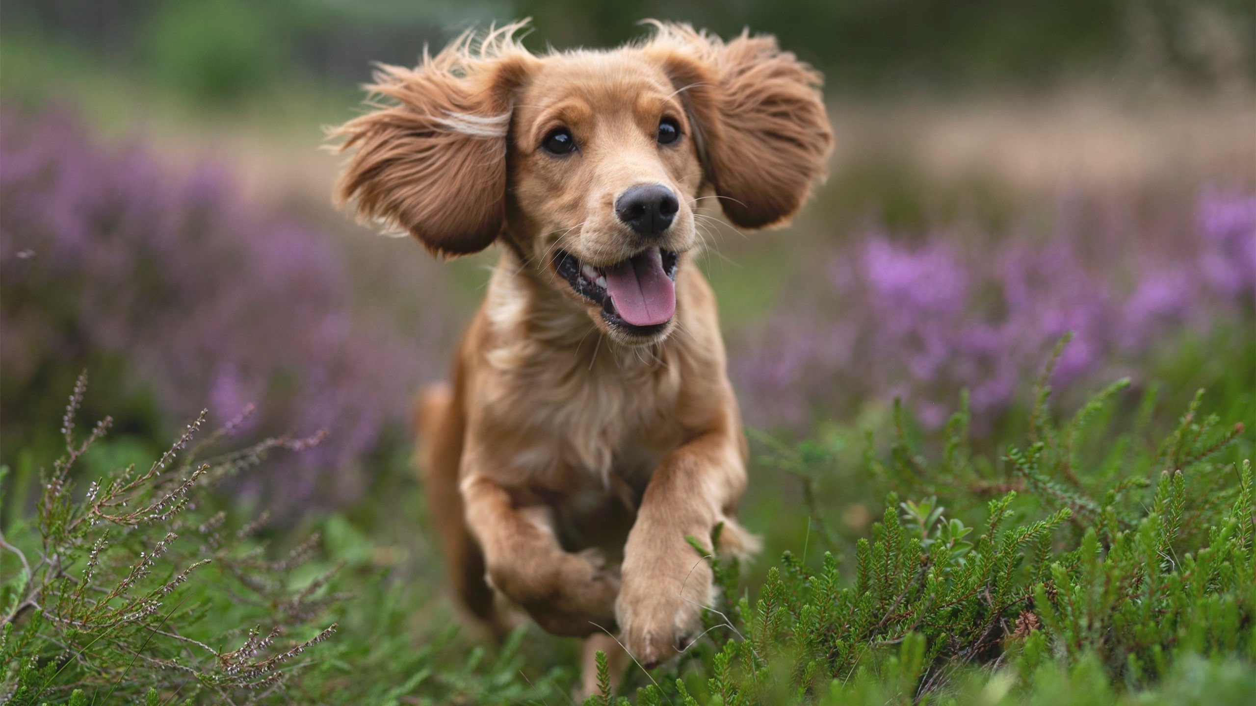 青少年足球裁判员培训体系不断完善,提升裁判执法水平,少儿足球裁判训练营